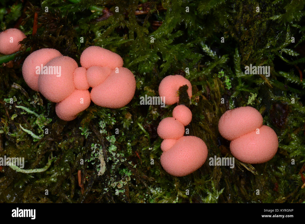 Wolfs milk, groening`s slime (Lycogala epidendrum)  on the forest floor Stock Photo